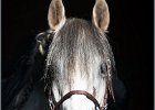 MP Stable35